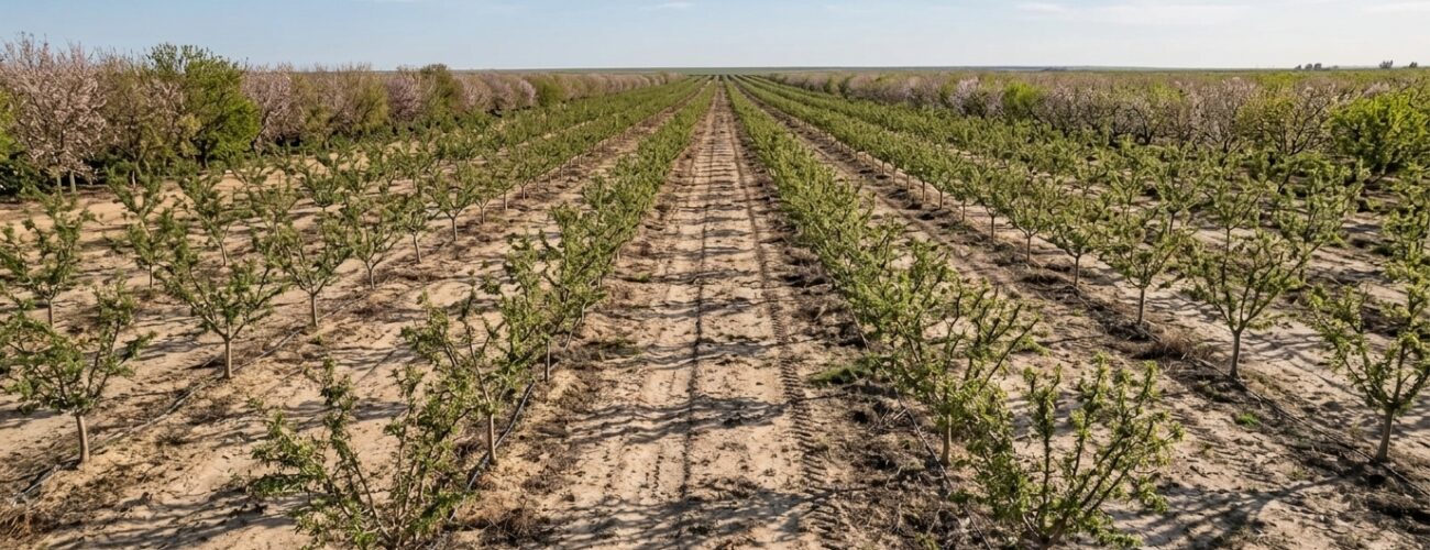 Commercial almond and peach orchard cultivated on micropropagated GF677 rootstocks in well-drained calcareous soil. · AI-generated