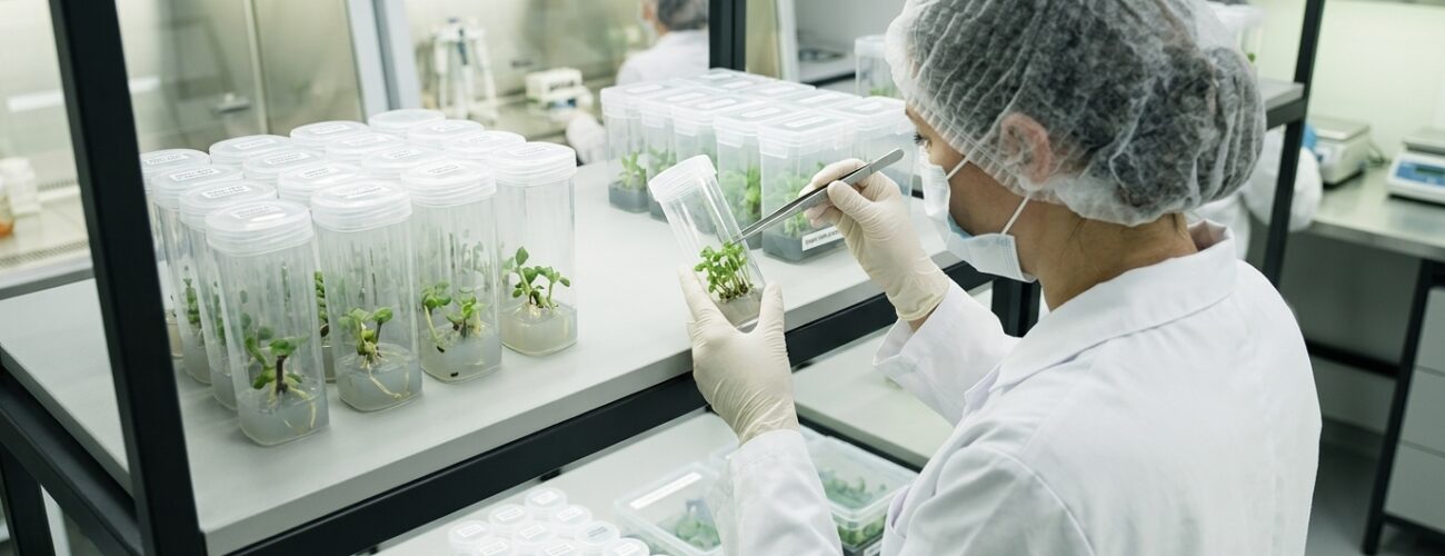 A laboratory technician inspects certified virus-free fruit tree rootstock plantlets growing in sterile culture vessels inside a commercial tissue culture facility.